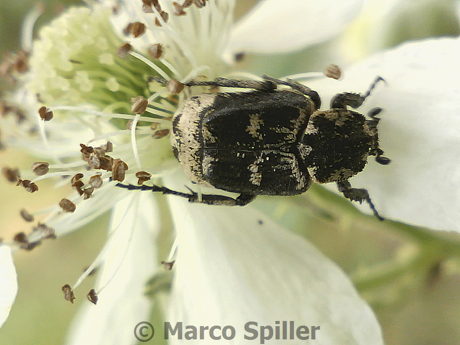 Valgus hemipterus